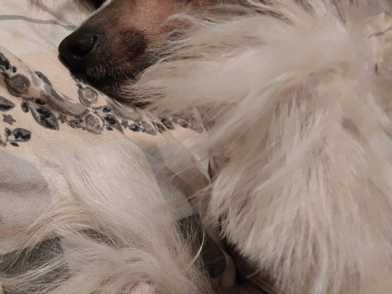 Chiński Grzywacz reproduktor