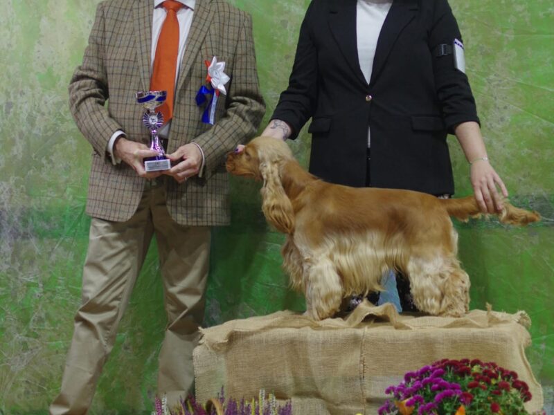 Merrysoul Daredevil imp. DE