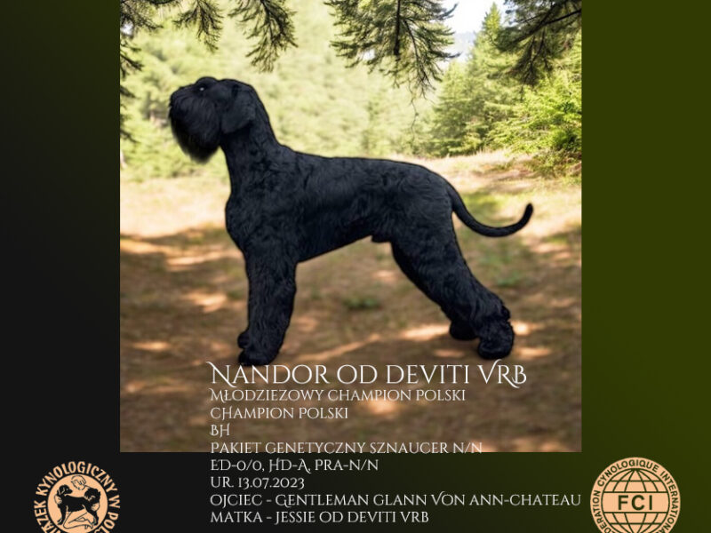 Sznaucer Olbrzym - reproduktor FCI