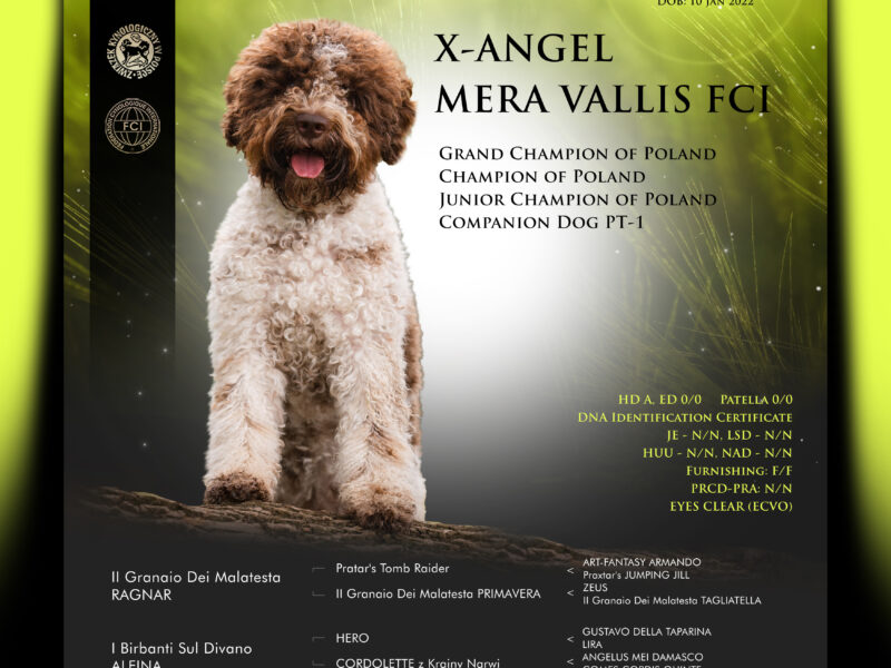 Sprawdzony zdrowy reproduktor