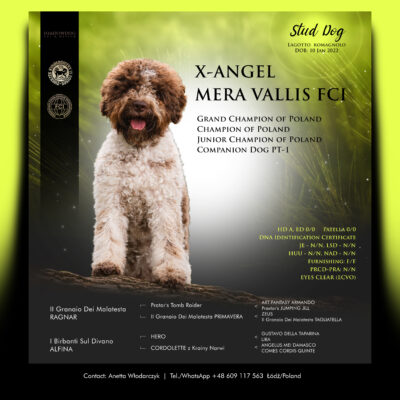 X-ANGEL Mera Vallis FCI