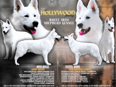 Biały Owczarek Szwajcarski - z wybitnej linii MULTI CHAMPION'ÓW