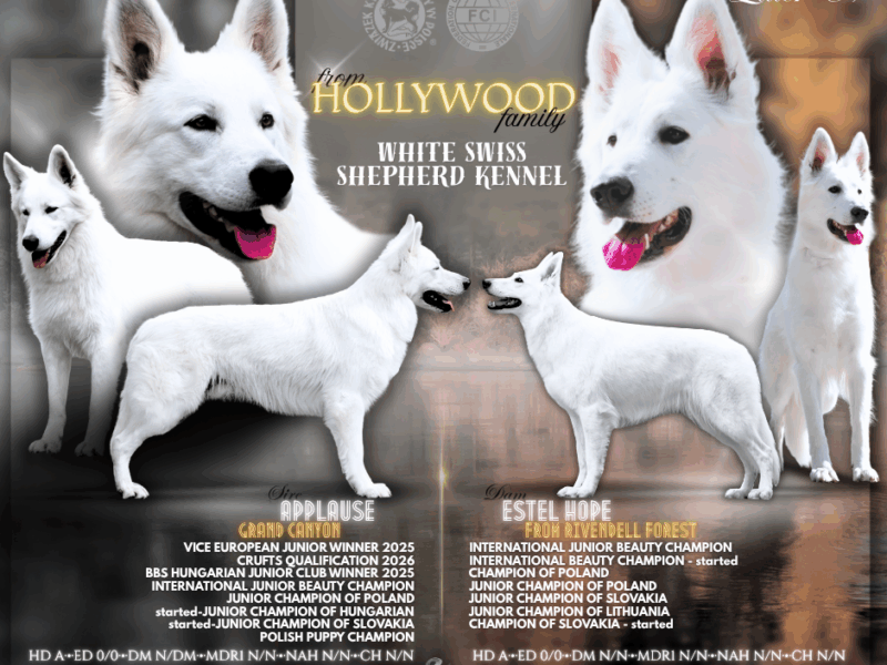 Biały Owczarek Szwajcarski - z wybitnej linii MULTI CHAMPION'ÓW