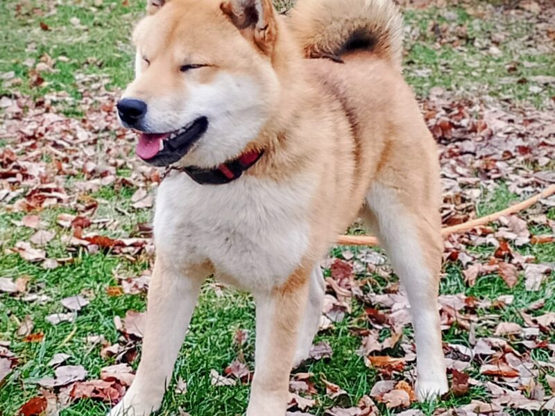 Czworo czerwonych szczeniąt