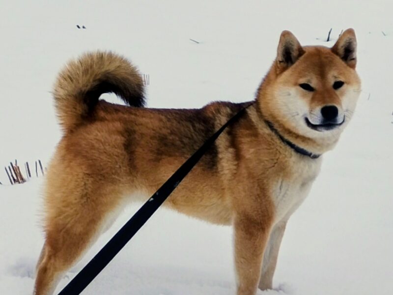 Czworo czerwonych szczeniąt