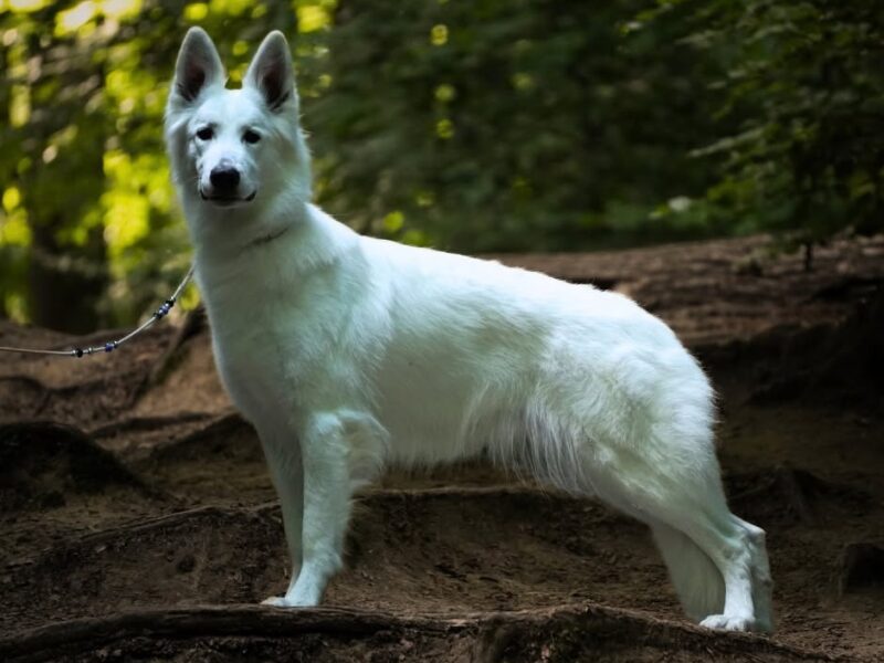 Biały Owczarek Szwajcarski - z wybitnej linii MULTI CHAMPION'ÓW