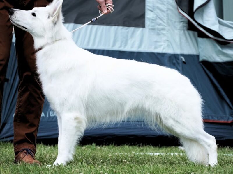 Biały Owczarek Szwajcarski - z wybitnej linii MULTI CHAMPION'ÓW