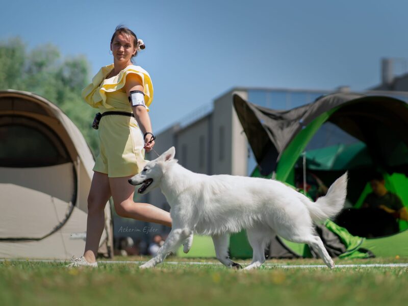 Biały Owczarek Szwajcarski - z wybitnej linii MULTI CHAMPION'ÓW