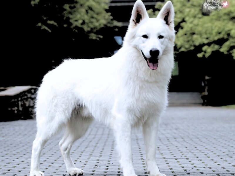 Biały Owczarek Szwajcarski - z wybitnej linii MULTI CHAMPION'ÓW