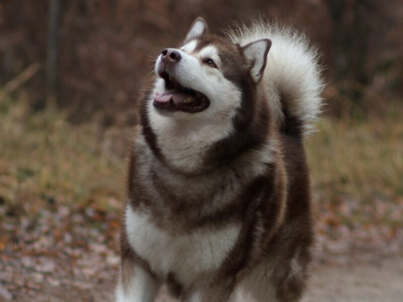 Reproduktor ALASKAN MALAMUTE