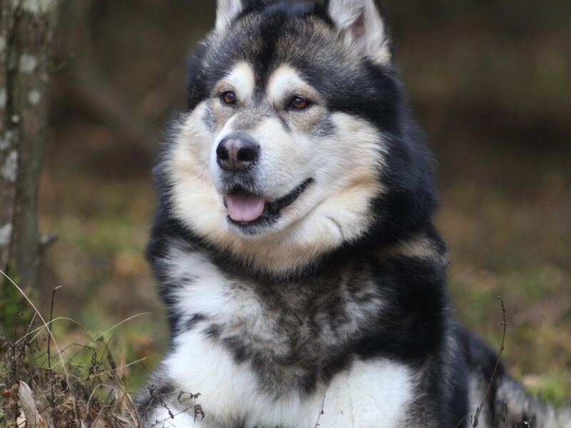 Reproduktor ALASKAN MALAMUTE