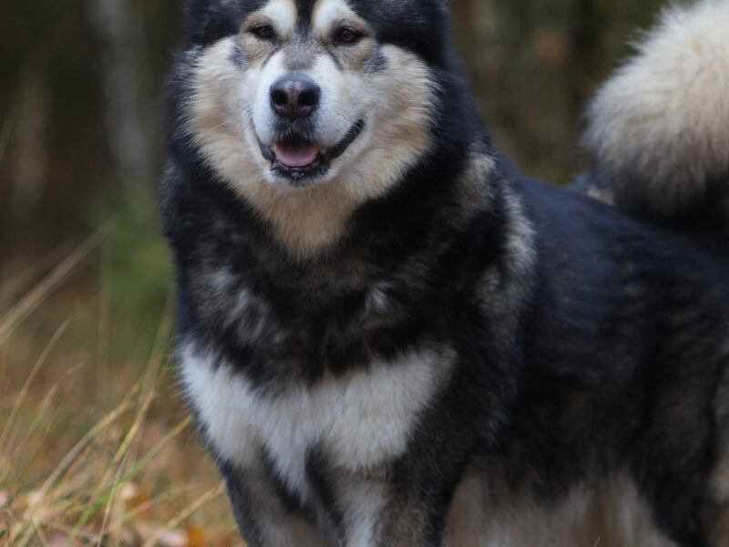 Reproduktor ALASKAN MALAMUTE