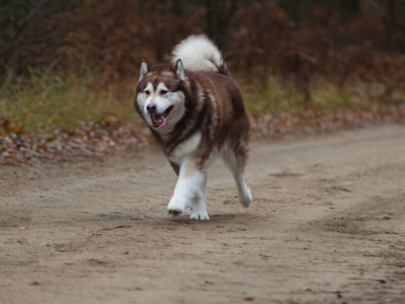 Reproduktor ALASKAN MALAMUTE