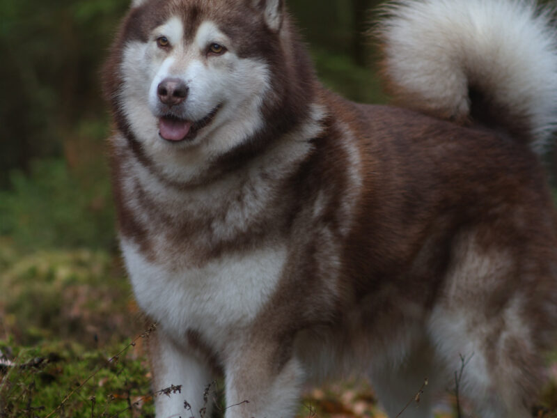 Reproduktor ALASKAN MALAMUTE