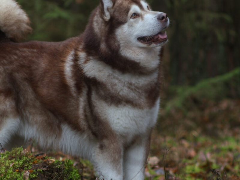 Reproduktor ALASKAN MALAMUTE