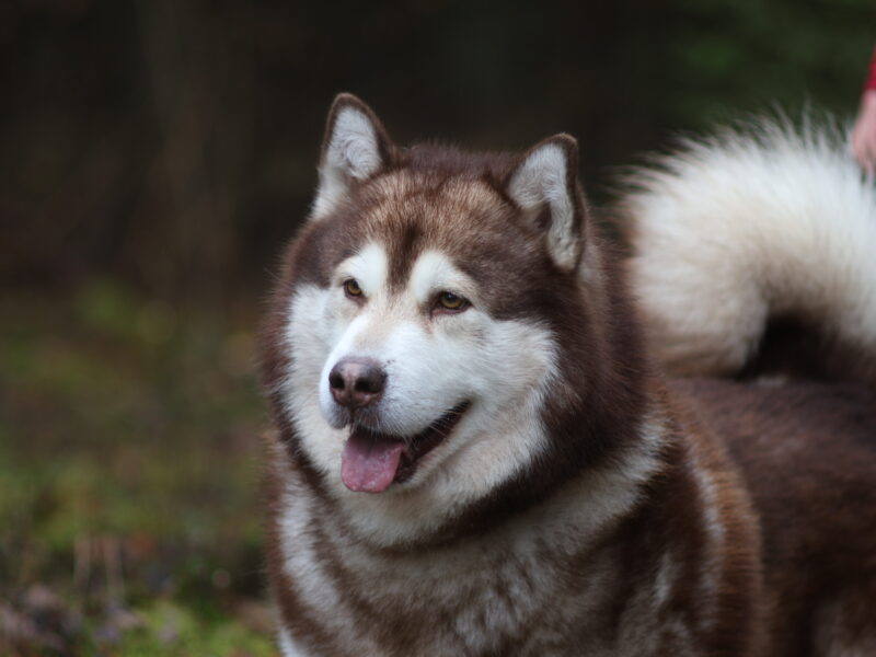 Reproduktor ALASKAN MALAMUTE