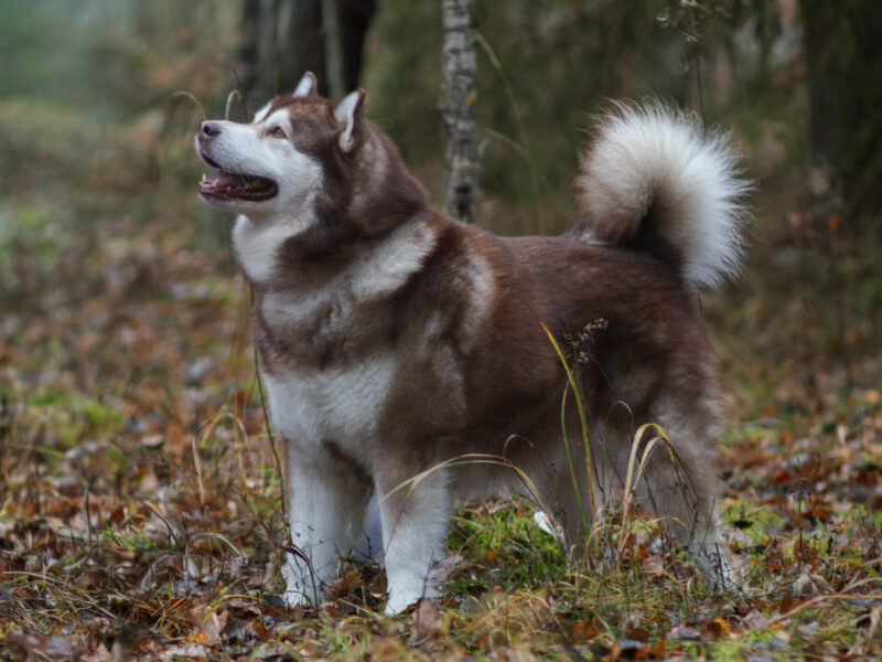 Reproduktor ALASKAN MALAMUTE
