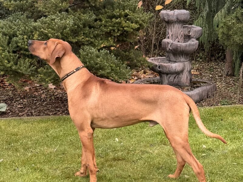 Rhodesian Ridgeback z elitarnym pochodzeniem