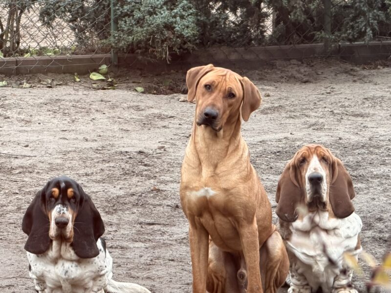 Rhodesian Ridgeback z elitarnym pochodzeniem