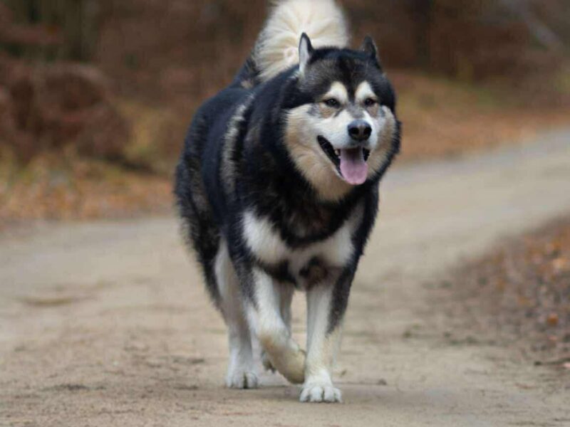 Reproduktor ALASKAN MALAMUTE
