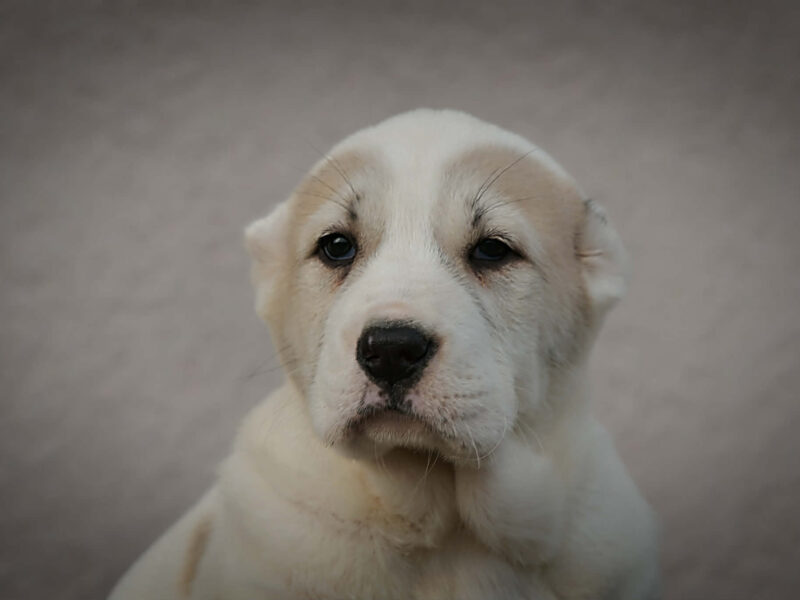 Owczarek Środkowoazjatycki – szczenięta najwyższej jakości
