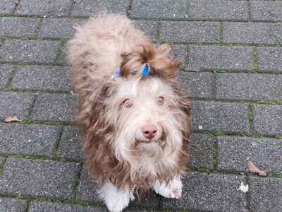 Rosyjska Bolonka kolorowa