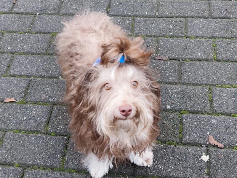 Rosyjska Bolonka kolorowa