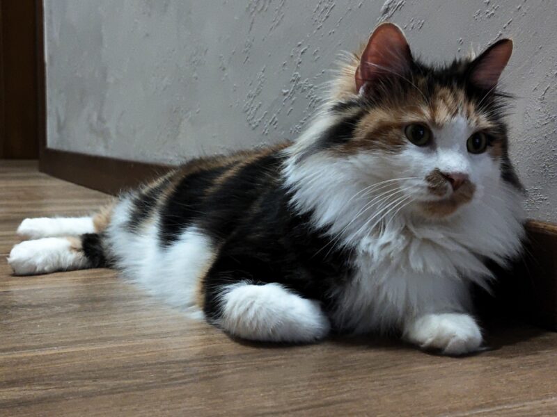 Kurylski Bobtail długowłosy.