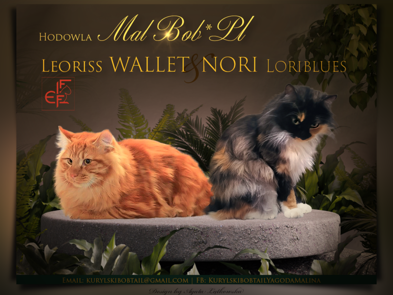 Kurylski Bobtail długowłosy.