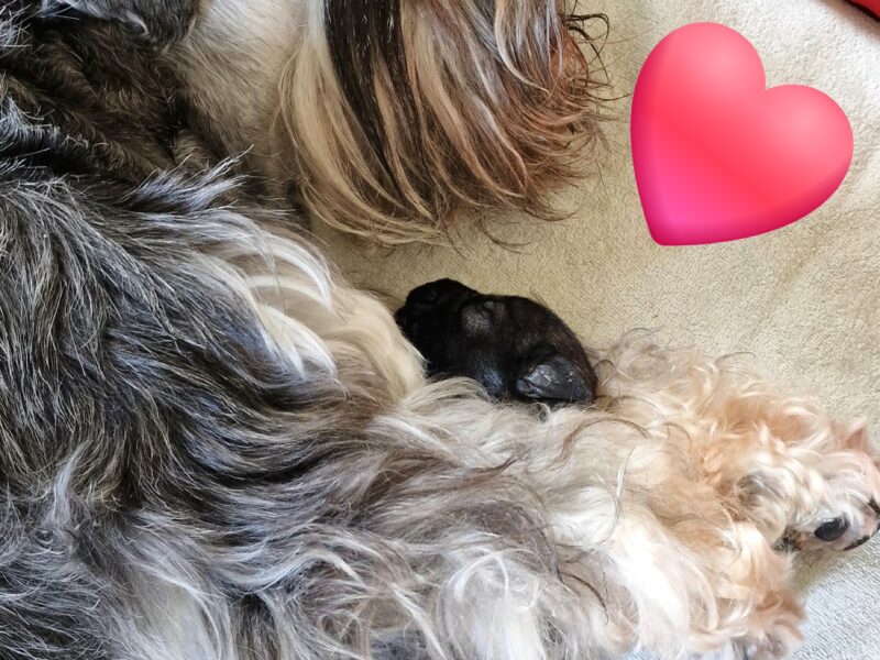 Sznaucer miniaturowy pieprz-sól