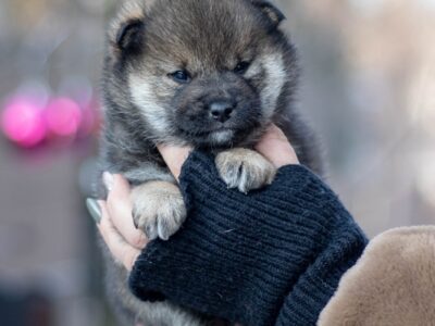 Shiba - sezamowy samiec