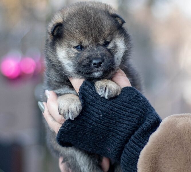 Shiba - sezamowy samiec