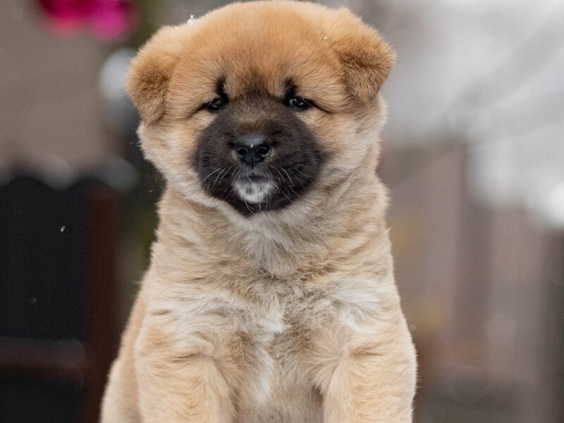 Korea Jindo Dog - ruda suczka