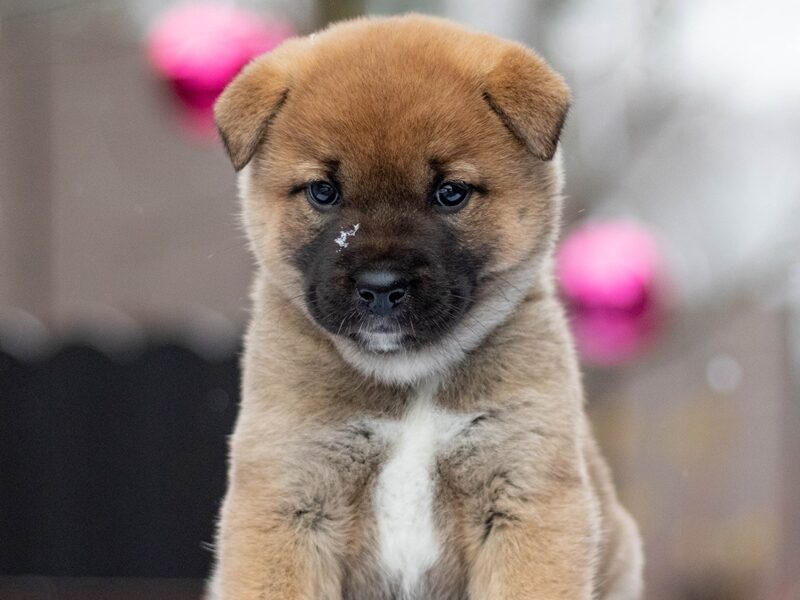 Korea Jindo Dog - ruda suczka