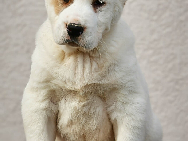 Owczarek Środkowoazjatycki – szczenięta najwyższej jakości