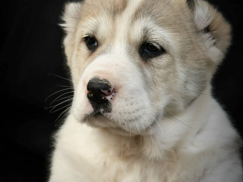 Owczarek Środkowoazjatycki – szczenięta najwyższej jakości