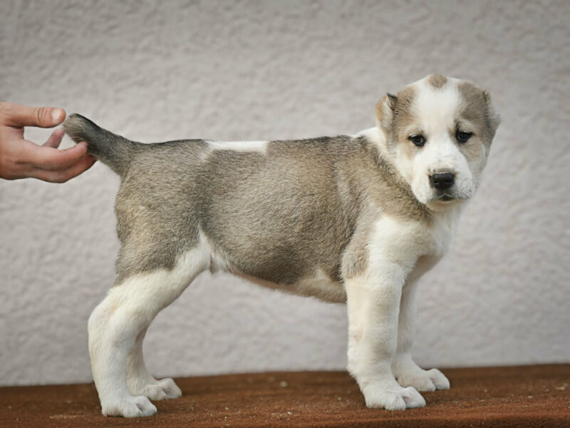 Owczarek Środkowoazjatycki – szczenięta najwyższej jakości