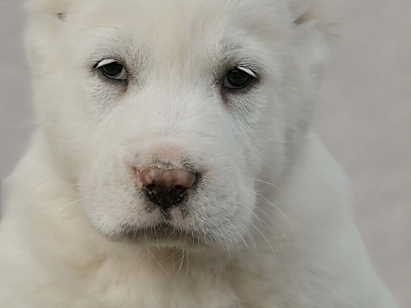 Owczarek Środkowoazjatycki – szczenięta najwyższej jakości