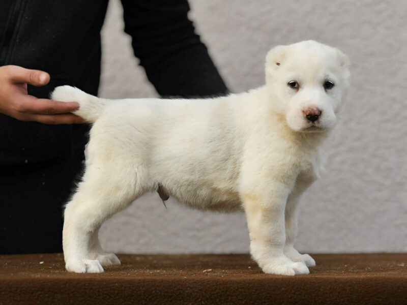 Owczarek Środkowoazjatycki – szczenięta najwyższej jakości
