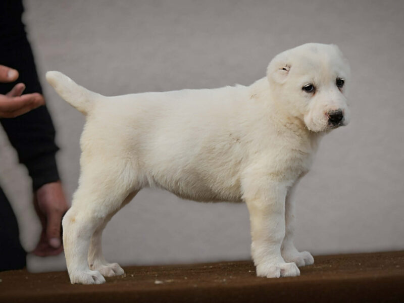 Owczarek Środkowoazjatycki – szczenięta najwyższej jakości