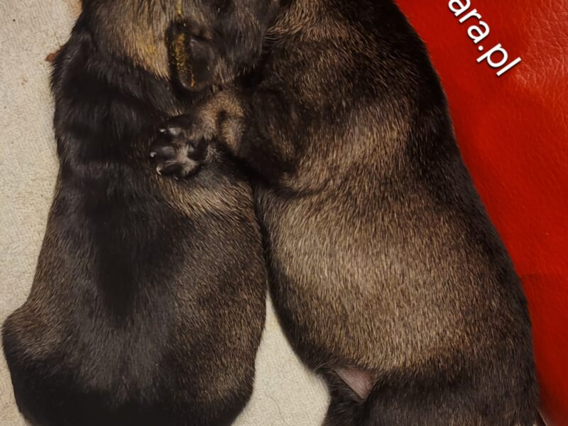 Sznaucer miniaturowy pieprz-sól