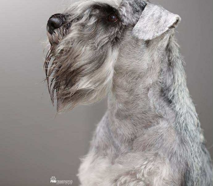 Sznaucer miniaturowy pieprz-sól