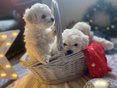 Hodowla Petit Chou-Fleur FCI przedstawia piękny miot Bichon Frise