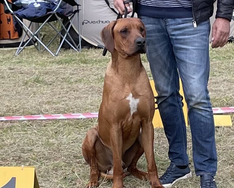 Rhodesian Ridgeback Młodzieżowy Champion, Zwyciężca Polski
