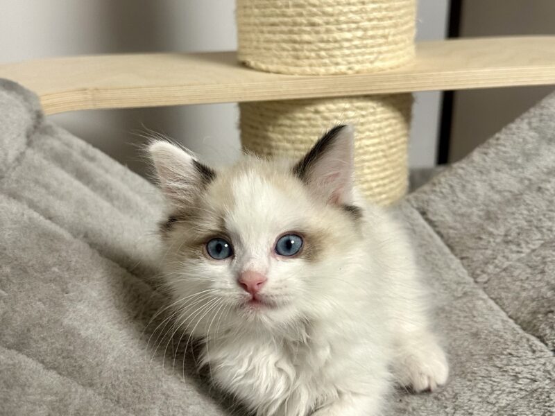 kocięta Ragdoll - rodowód FPL, kastracja w hodowli