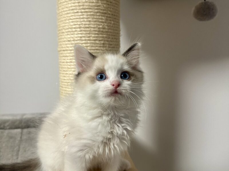 kocięta Ragdoll - rodowód FPL, kastracja w hodowli