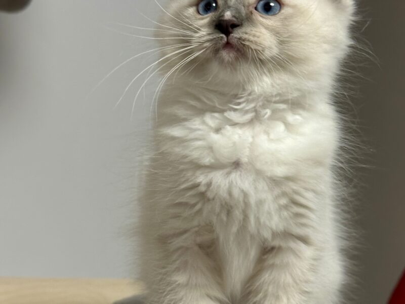 kocięta Ragdoll - rodowód FPL, kastracja w hodowli