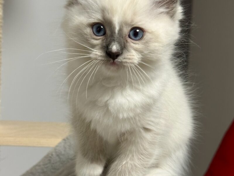 kocięta Ragdoll - rodowód FPL, kastracja w hodowli