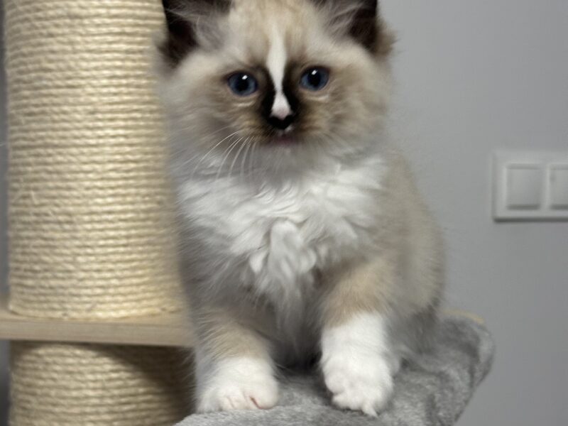 kocięta Ragdoll - rodowód FPL, kastracja w hodowli