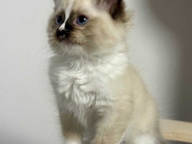 kocięta Ragdoll - rodowód FPL, kastracja w hodowli
